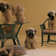 Image for article titled Why cloning is a terrible way to bring your pet dog back from the dead